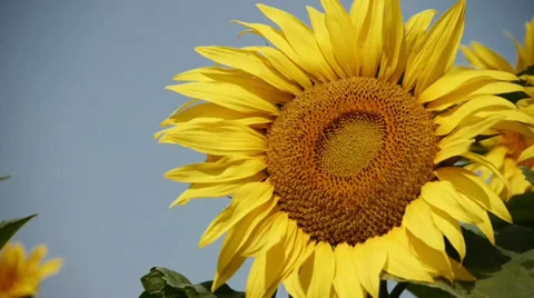 Sunflower Video stock 29413840