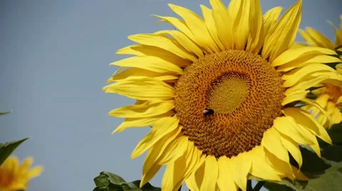 Sunflower Stock Footage 29413918