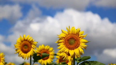Sunflower 스톡 동영상 39827313