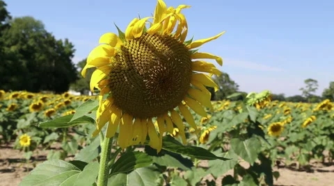 A Sunflower 動画素材 42132315