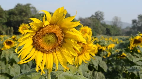 Sunflower Stock Footage 45928985