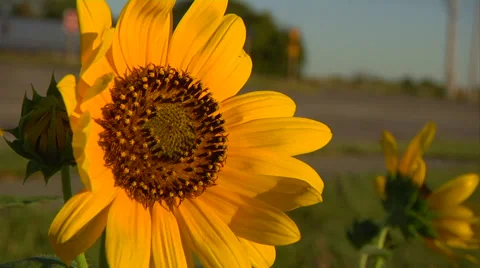 Sunflower Stock Footage 47523068