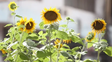 Sunflower Stock Footage 52848016