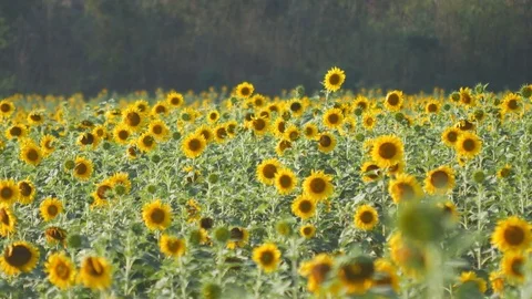 Sunflower Stock Footage 71997364