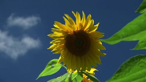 Sunflower Stock Footage 72572011