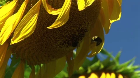 Sunflower Stock Footage 72572020