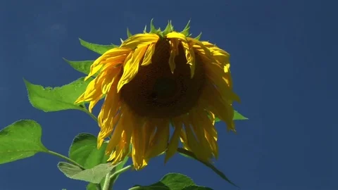 Sunflower Stock Footage 72572024