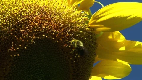 Sunflower Stock Footage 72572026