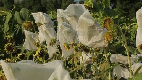 Sunflower Stock Footage 74106101