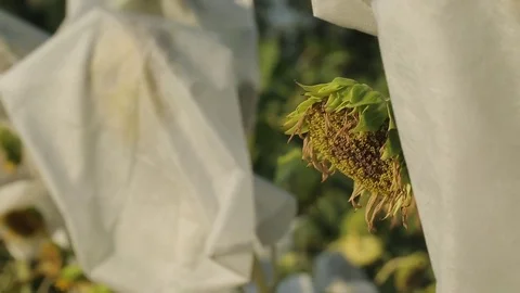 Sunflower Stock Footage 74106224