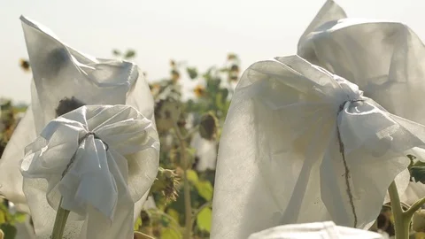 Sunflower Stock Footage 74112585