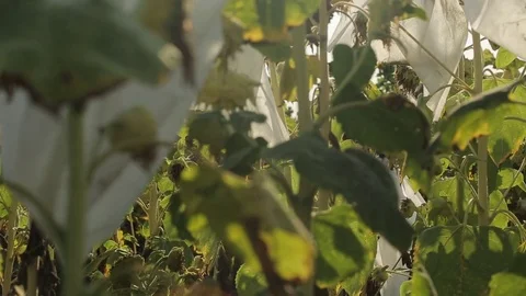 Sunflower Stock Footage 74112641