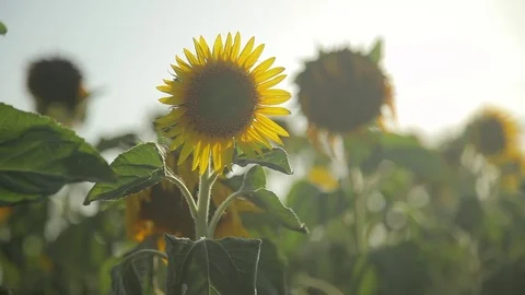 Sunflower Stock Footage 77971953