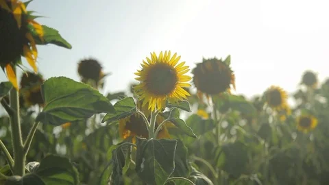 Sunflower Stock Footage 77972478