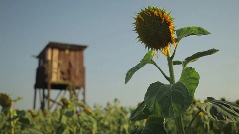 Sunflower Stock Footage 77972588