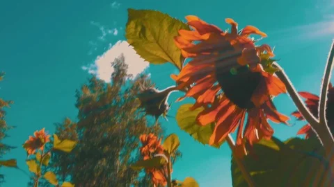 Sunflower Stock Footage 78281910