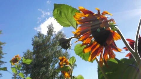 Sunflower Stock Footage 78282032