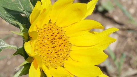 Sunflower Video stock 79619728