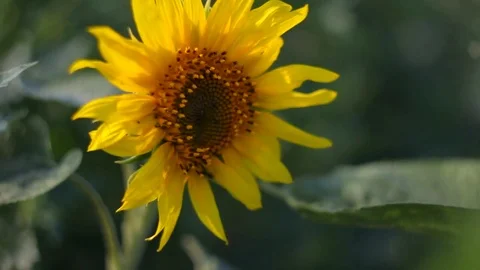 Sunflower Stock Footage 82938851