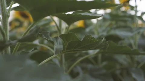 Sunflower Stock Footage 86334974