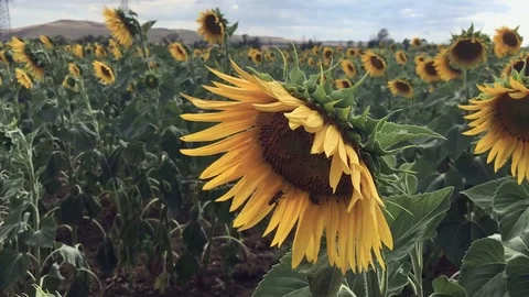 Sunflower Stock Footage 87955275