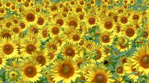 Sunflower Stock Footage 87970140