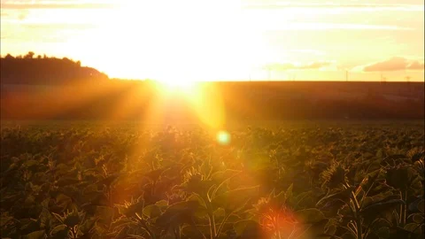 Sunflower Stock Footage 91362829