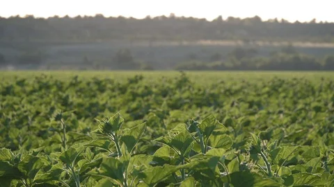 Sunflower Stock Footage 91362854