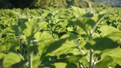 Sunflower Stock Footage 91362877