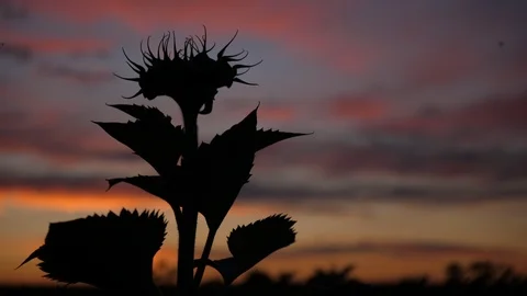 Sunflower Stock Footage 91362900