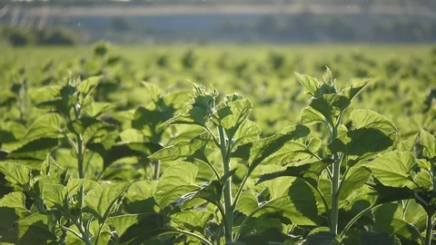 Sunflower Stock Footage 91362906