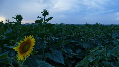 Sunflower Video stock 91512982