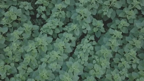 Sunflower Video stock 91514402