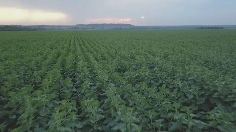 Sunflower Stock Footage 91514405