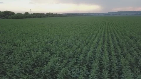 Sunflower Stock Footage 91514435