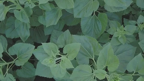 Sunflower Stock Footage 91514510