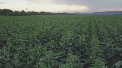 Sunflower Video stock 91514517