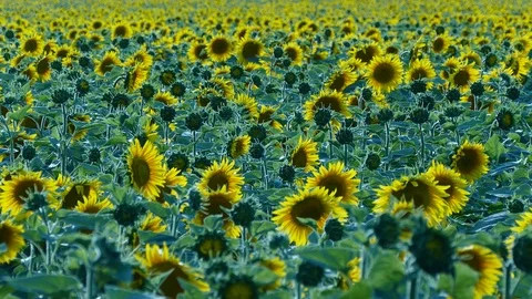Sunflower Stock Footage 91944662