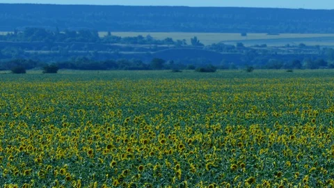 Sunflower Stock Footage 91944672