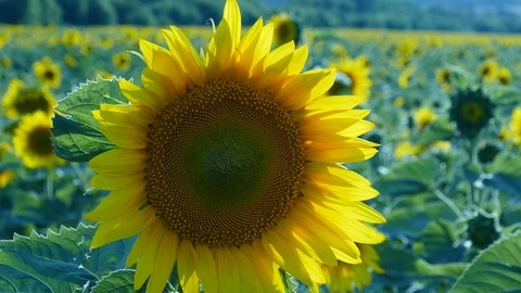 Sunflower Video stock 91944676