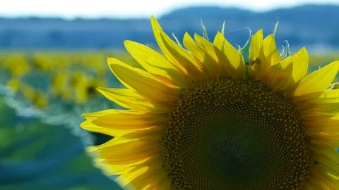 Sunflower Stock Footage 91944700