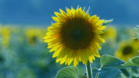 Sunflower Video stock 91944720