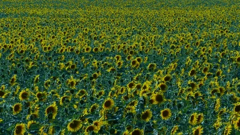Sunflower Stock Footage 91944830
