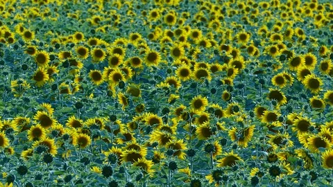 Sunflower Stock Footage 91944834