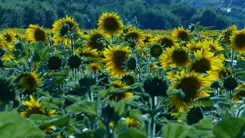 Sunflower Stock Footage 91944838