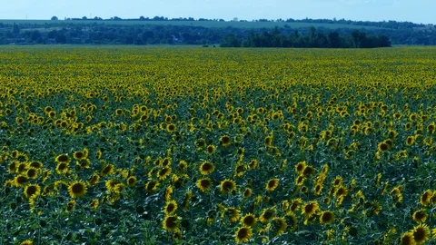 Sunflower Stock Footage 91944839