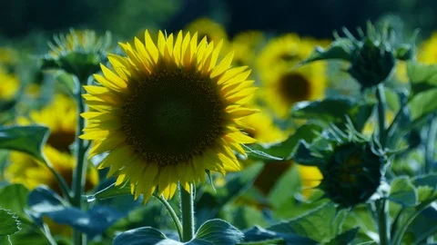 Sunflower Stock Footage 91944870