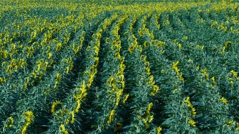 Sunflower Video stock 91944939