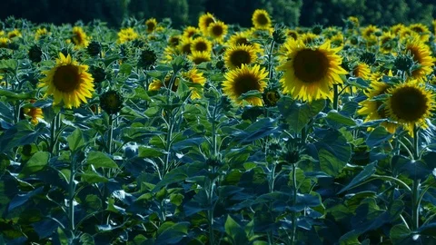 Sunflower Video stock 91944960