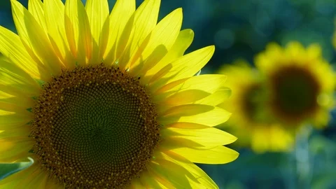 Sunflower Stock Footage 91944962